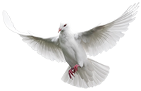 YOGA,یوگا,کلاس یوگا,یوگاکرج, یوگااستان البرز, یوگا در طبیعت,موسیقی و طبیعت, باشگاه برگزیده استان البرز, مرکز یوگا پرنده آزاد, یوگای تخصصی بانوان,